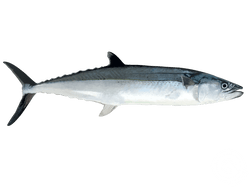 Cero Mackerel